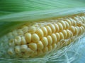 Ear of corn.