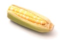 Ear of Corn Over White