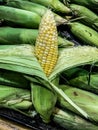 Ear of Corn being shucked.