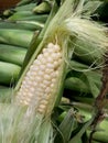 Ear of Corn being shucked.