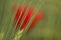 Ear of corn and red poppy Royalty Free Stock Photo