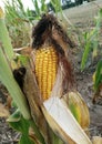 Ear of corn with silk and husk on stalk.