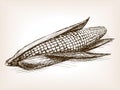 Ear of corn sketch style vector illustration