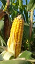 Ear of corn on stalk