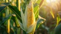 The Ear of Corn in Sunlight.AI generated image Royalty Free Stock Photo