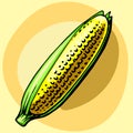 Ear of corn. Vector illustration. Yellow, bright, appetizing ripe corn fruit. With leaves.