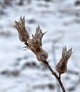 Ear with dried fruits of henbane