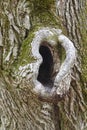 Ear form silhoutte on a tree trunk. Strange hole on nature Royalty Free Stock Photo