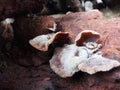 ear fungus or Auricularia auricular Royalty Free Stock Photo