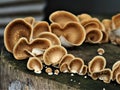 Ear fungus grows on used wood Royalty Free Stock Photo