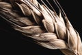 Ear grain on black Royalty Free Stock Photo
