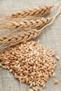 Ear and grain of the wheat Royalty Free Stock Photo