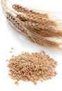 Ear and grain of the wheat Royalty Free Stock Photo