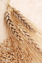 Ear and grain of the wheat Royalty Free Stock Photo