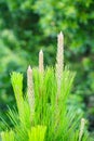 Ear grass Royalty Free Stock Photo