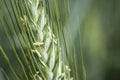 Ear of green triticale - close-up Royalty Free Stock Photo