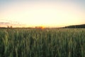 Ear of green wheat at dawn Royalty Free Stock Photo