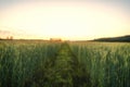 Ear of green wheat at dawn Royalty Free Stock Photo