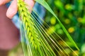 Ear of green wheat in hand, close up Royalty Free Stock Photo