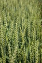 an ear of green wheat ripens in the field in summer, close-up of ears