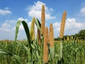 Ear heads of pearl millet are in full bloom in India Royalty Free Stock Photo
