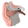 Ear Health Care Concept. Ear Cut Flat Design