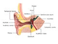 Ear and its parts