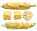 Ear of maize or corn isolated on white background Royalty Free Stock Photo