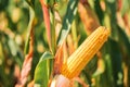 Ear of maize with ripe kernels in cultivated field Royalty Free Stock Photo