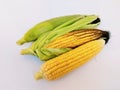 Ear-maize sweet corn on the cob yellow maize cobs whole ear-corn sweetcorns zea mays makka bhutta maiz milho mais photo