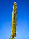 A Ear of millet on the background of the sky Royalty Free Stock Photo