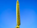 A Ear of millet on the background of the sky Royalty Free Stock Photo