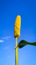 A Ear of millet on the background of the sky. Royalty Free Stock Photo