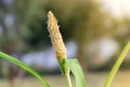 Ear of organic Thai hybrid variety Millet fruit full of grains in the Millet field in india . Millet crops, bajra grass