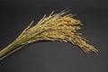 Ear of paddy , Ears of rice on black background