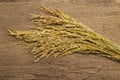 Ear of paddy , Ears of rice on wooden background