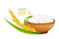 Ear of paddy, ears of Thai jasmine rice isolated on white background Royalty Free Stock Photo