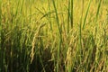 Ear of paddy in green rice field Royalty Free Stock Photo