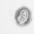 Ear pencil drawing