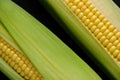 Ear raw ripe corn dark background, closeup. Royalty Free Stock Photo