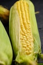 Ear raw ripe corn dark background, closeup. Royalty Free Stock Photo