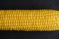 Ear raw ripe corn dark background, closeup. Royalty Free Stock Photo