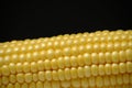Ear raw ripe corn dark background, closeup. Royalty Free Stock Photo