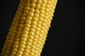 Ear raw ripe corn dark background, closeup Royalty Free Stock Photo