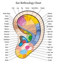 Ear reflexology chart description white Royalty Free Stock Photo