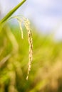 Ear of rice on blurred green field natural background Royalty Free Stock Photo