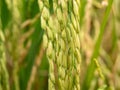 Ear of rice. Close up to thai rice seeds in ear of paddy. Beautiful golden rice field and ear of rice . Royalty Free Stock Photo