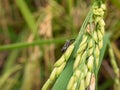 Ear of rice. Close up to thai rice seeds in ear of paddy. Beautiful golden rice field and ear of rice. Royalty Free Stock Photo