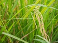 Ear of rice. Close up to thai rice seeds in ear of paddy. Beautiful golden rice field and ear of rice . Royalty Free Stock Photo