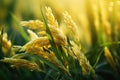 Ear of rice, Rice field, Closeup of yellow paddy rice field with green leaf and Sunlight in the morning time.